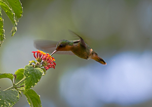 Female Tufted Coquette at Yerette